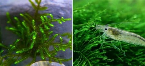 Christmas Moss Vs Java Moss: Which Should I Get For My Tank?