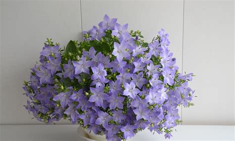 Цветы колокольчики домашние как называются (66 фото) » НА ДАЧЕ ФОТО