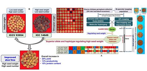 Plantae Abc Transporter Mediated Transport Of Glutathione Conjugates