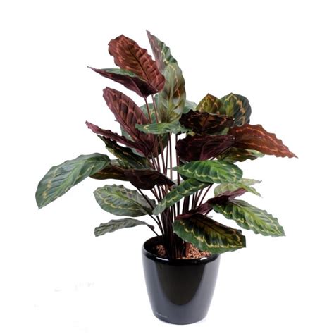 Calathea En Pot Plante Artificielle Fleurs Plantes Artificielles