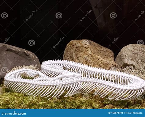 Skeleton fish stock image. Image of aquarium, fish, skeleton - 158671491