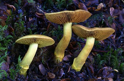 Mushrooms Fungus Lichens Moss And Molds Vhh Two Flickr