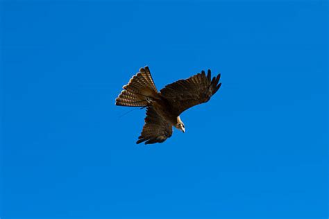 210+ Wedge Tailed Eagle Flying Stock Photos, Pictures & Royalty-Free Images - iStock