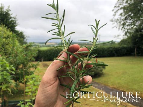 Follow These Basics For Rosemary Pruning To Keep Your Plant Healthy