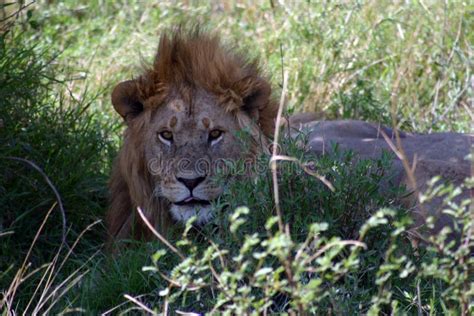 Bad Hair Day For A Male Lion In The Serengeti Np Stock Image Image Of