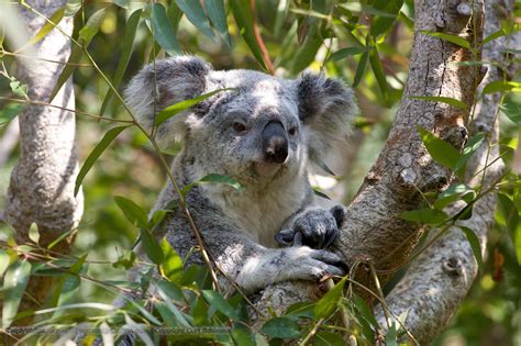 Koalas Wallpapers Wallpaper Cave