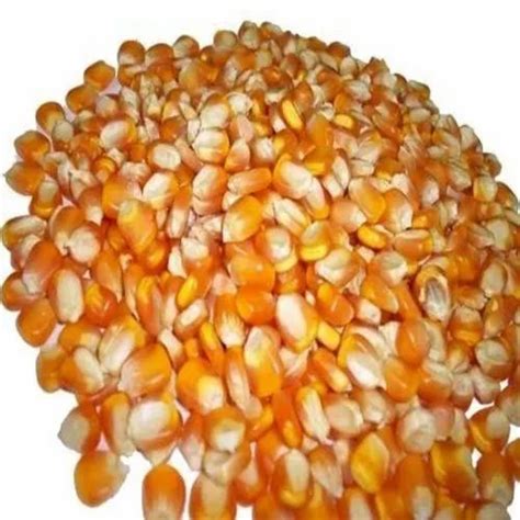 Dried Yellow Maize Packaging Type Pp Bag Packaging Size 25 Kg And