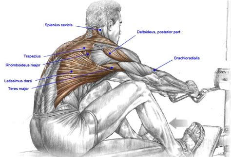 Cable Row With Hold Wrestler Power