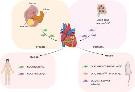 Resident Macrophages And Their Potential In Cardiac Tissue Engineering