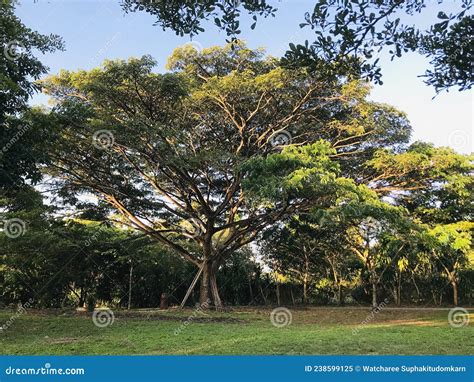 samanea saman  rain tree  monkey pod tree  thailand stock image
