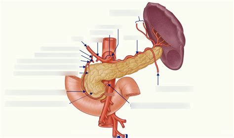 Blood Supply Diagram Quizlet