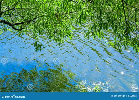 Willow Tree Branches Are Reflected In Water Of Pond Or Lake With Small