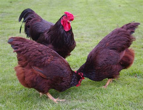 Top 10 Best Backyard Chicken Breeds | BackYard Chickens - Learn How to ...