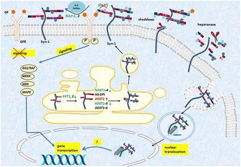 Frontiers The Role Of Syndecan In Cellular Signaling And Its