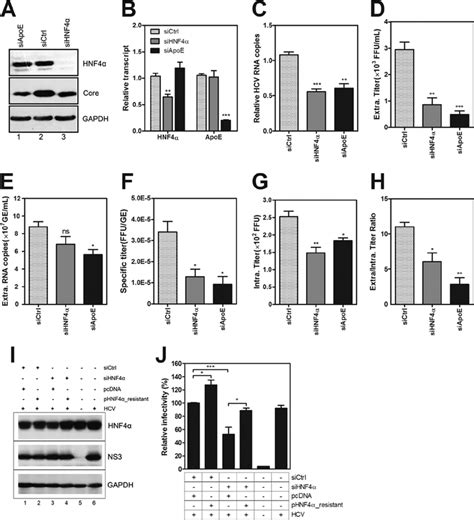 Hnf4 ␣ Is Required For Hcv Assembly And Secretion Huh751 Cells Were