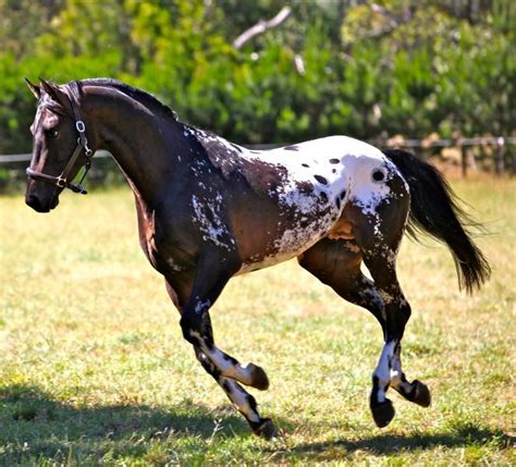 Appaloosa Stallion, Bay with spotted blanket . Horses, Horse - DaftSex HD