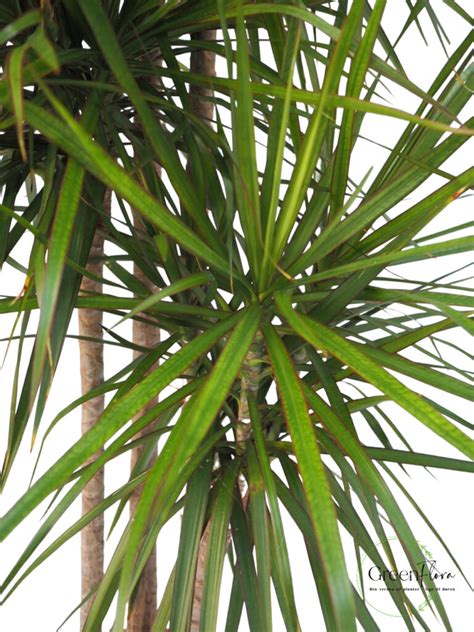 Drageblodstr I Dracaena Marginata I Cm I Stueplanter Greenflora Dk