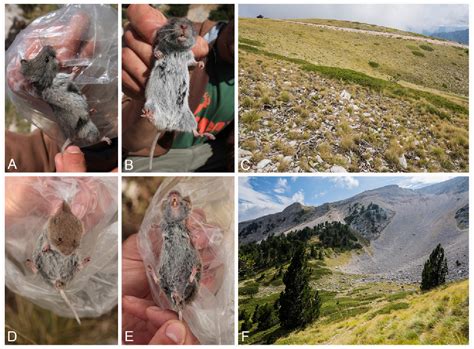 Figure 1 from Two new species of Cricetidae for the fauna of Albania ...