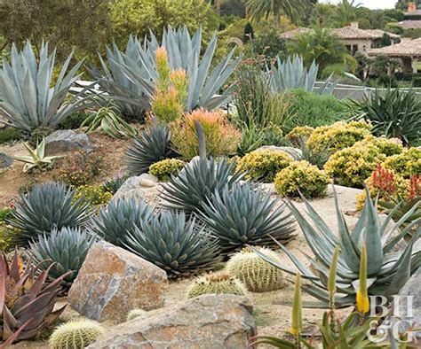 How to Start a Cactus Garden - Payne's Nurseries