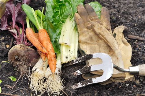 Freshly Vegetables Stock Image Colourbox