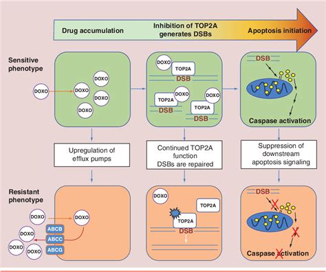 Figure From Mechanisms Of Doxorubicin Resistance In Hepatocellular