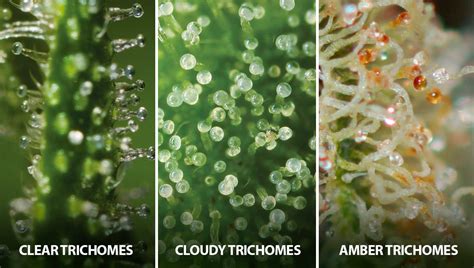 Ultimate Guide To Cannabis Trichome Development And Trichome Harvest Chart Grower Iq