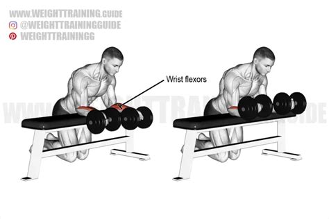 Seated Alternating Dumbbell Curl Exercise Instructions And Video