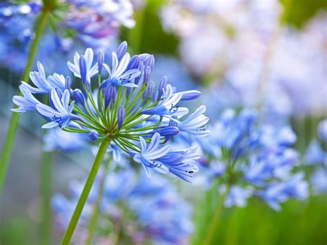 Agapanthus Flowers Tips For Growing Agapanthus Plants Gardening Know How