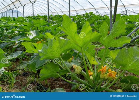 Young Plants Of Rijpende Courgette Zucchini Vegetables Growing In Greenhouse Close Up Stock