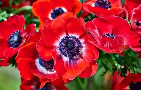 Anemone Flower Meaning and Symbolism | allwaysflower