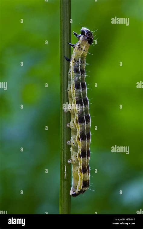 Gro E Wei E Kohl Schmetterling Oder Kohlwei Ling Pieris Brassicae