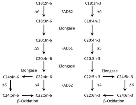 Synthesis Of N 3 And N 6 Long Chain Polyunsaturated Fatty Acids