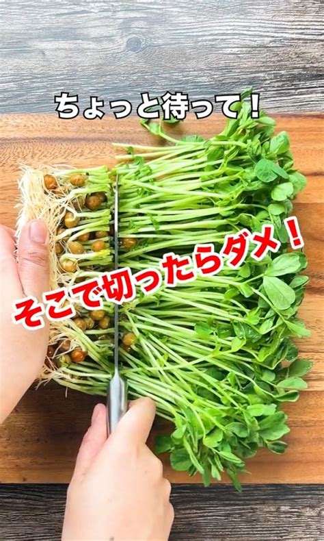 豆苗を育てて使うときに「根元から切る」のはng！ カット位置で変わる成長の違いに目からウロコ（12 ページ） ねとらぼ