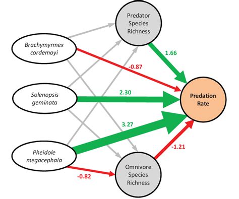 Path Representation Of The Hierarchical Bayesian Model Predicting