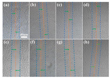 Molecules Free Full Text Preparation Of Gelatin Quaternary Ammonium