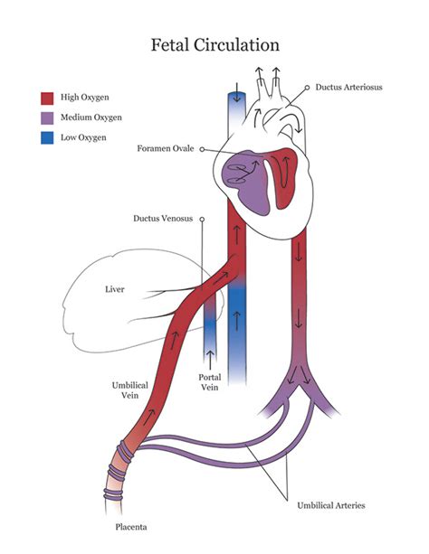 Fetal Pig Dissection Manual :: Behance