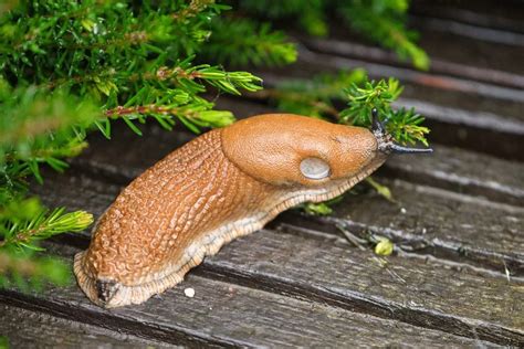 Deze naaktslakken wil je wél in de tuin en welke je wilt bestrijden