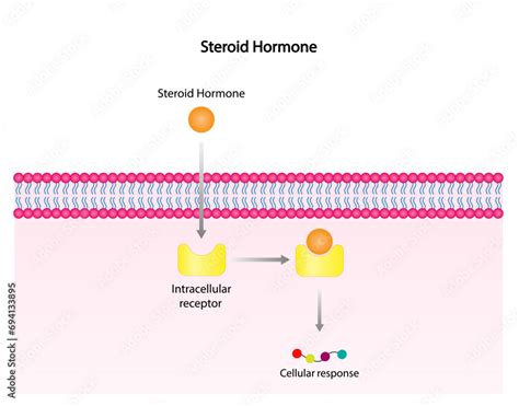 Steroid Hormones Mechanism Of Action Steroids Bind To An Intracellular