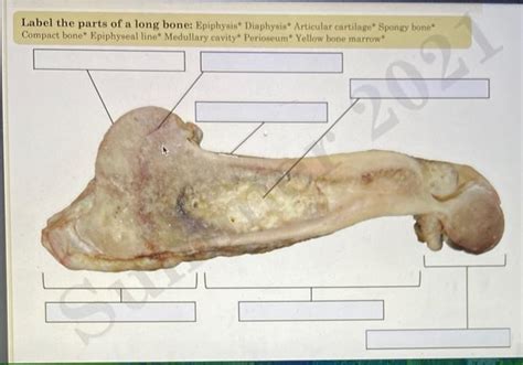 Label The Parts Of A Long Bone Epiphysis Chegg