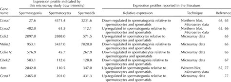 Expression Patterns Of Exemplary Cell Cycle Genes During