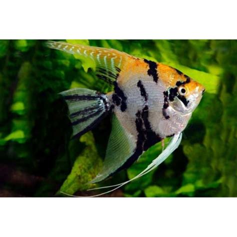 Angelfish Gold Marble Hollywood Fish Farm Online