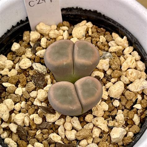 Yahoo オークション リトープス招福玉系 Lithops schwantesii ssp