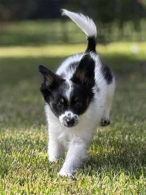 Papillon Puppies For Sale In Florida