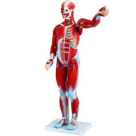 Buy Vevor Human Muscular Figure Parts Muscular Anatomy Model Half