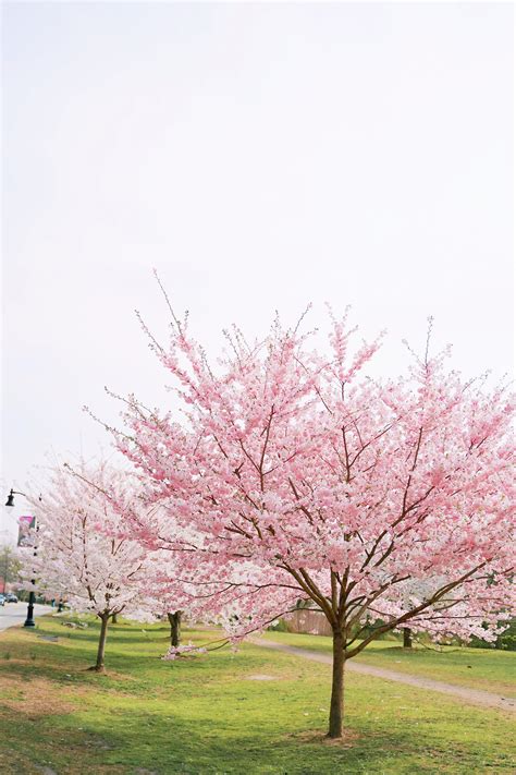 A Cherry Blossom Tree at Night · Free Stock Photo