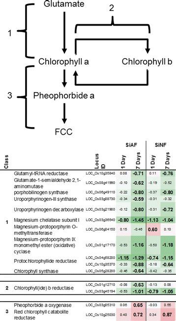 Chlorophyll synthesis and degradation pathway. 1: chlorophyll a ...