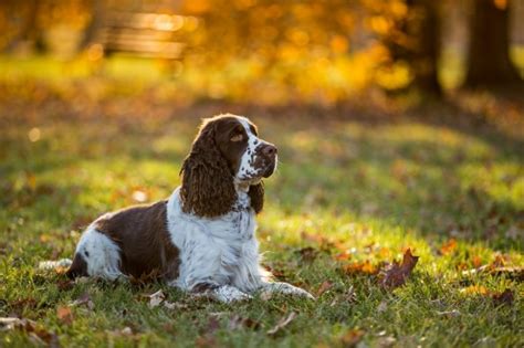 15 Spotted Dog Breeds With Pictures