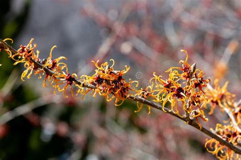 Yellow Flowers Witch Hazel Blossoms In Early Spring Stock Image