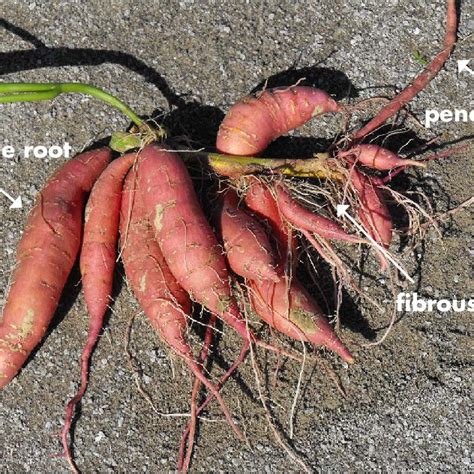 (PDF) Sweet Potato Storage Root Initiation