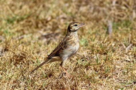 Richards Pipit Anthus Richardi